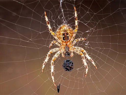 Dedetização de Aranhas em Elias Fausto